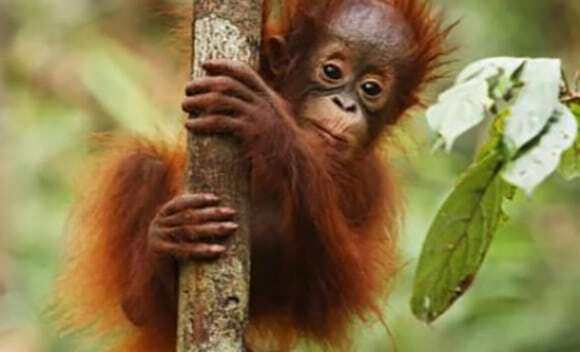 ludzie zabijaja co roku 750 orangutanow na borneo