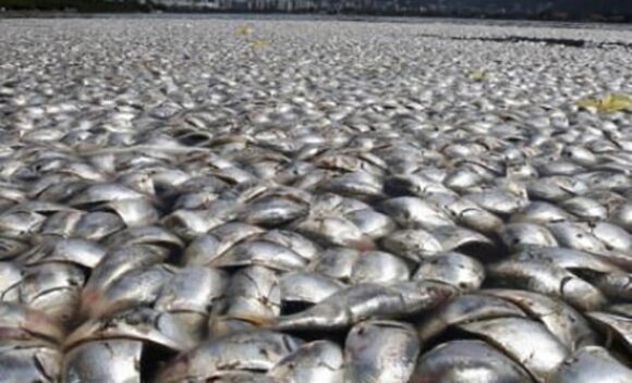 65 ton martwych ryb