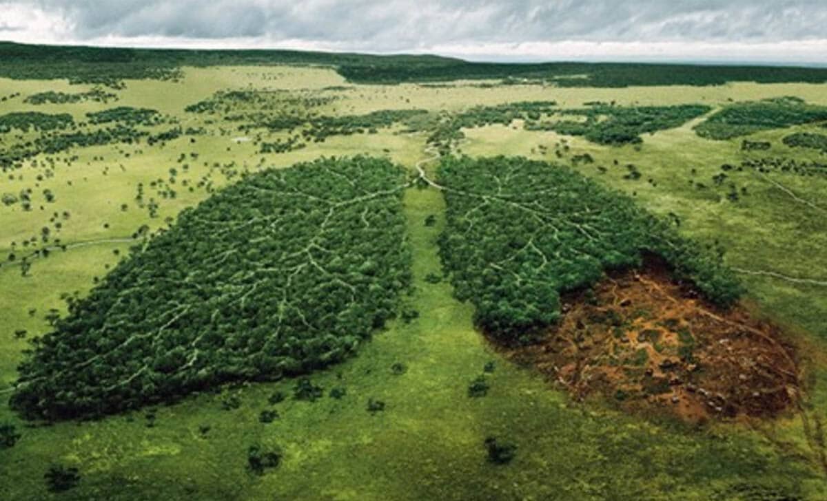 norwegia liderem walce przeciwko wylesianiu