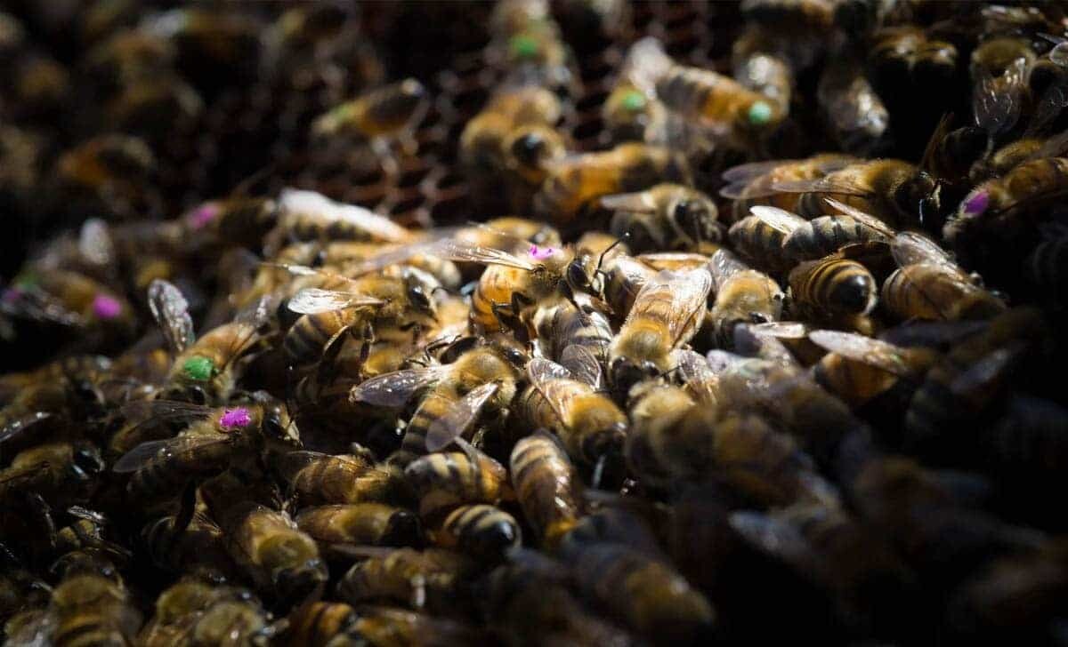 czy glifosat w roundupie jest szkodliwy dla pszczol a co z ludzmi