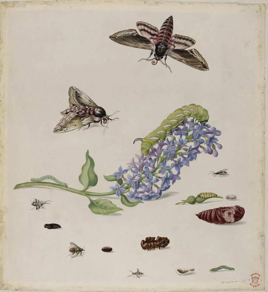 pionierzy przyrodnicy kobieta ktora polaczyla gasiennice z motylami 4